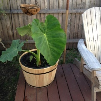 Elephant Ear from bulb. The leaf sizes are HUGE!
