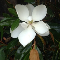 My first magnolia Flower!!!