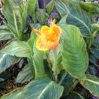One variety Canna first bloom.