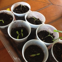 Tomatoes from seed 2015
