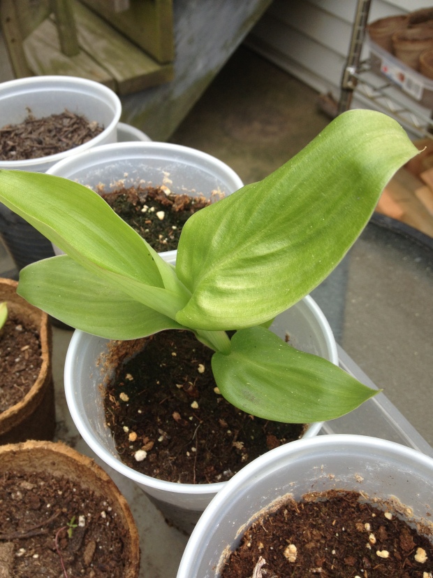 Canna Lily from seed May 19th