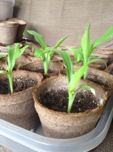 Canna Lily from seed May 6th